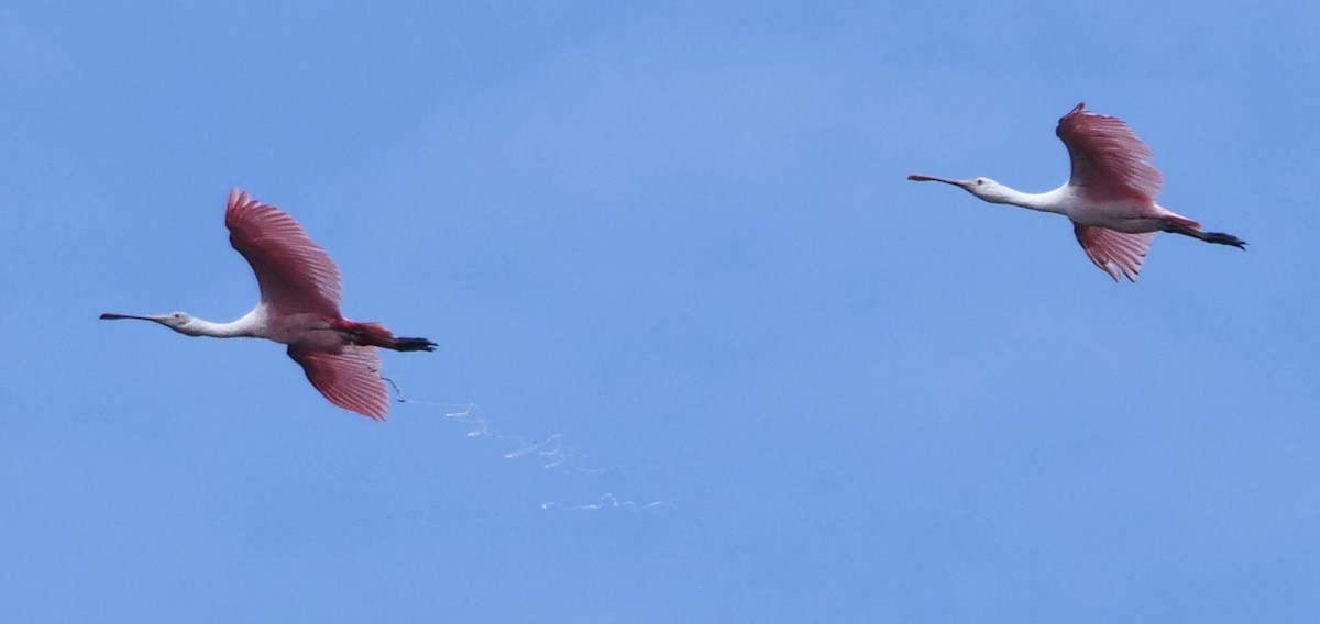 Roseate Spoonbill - ML638324051