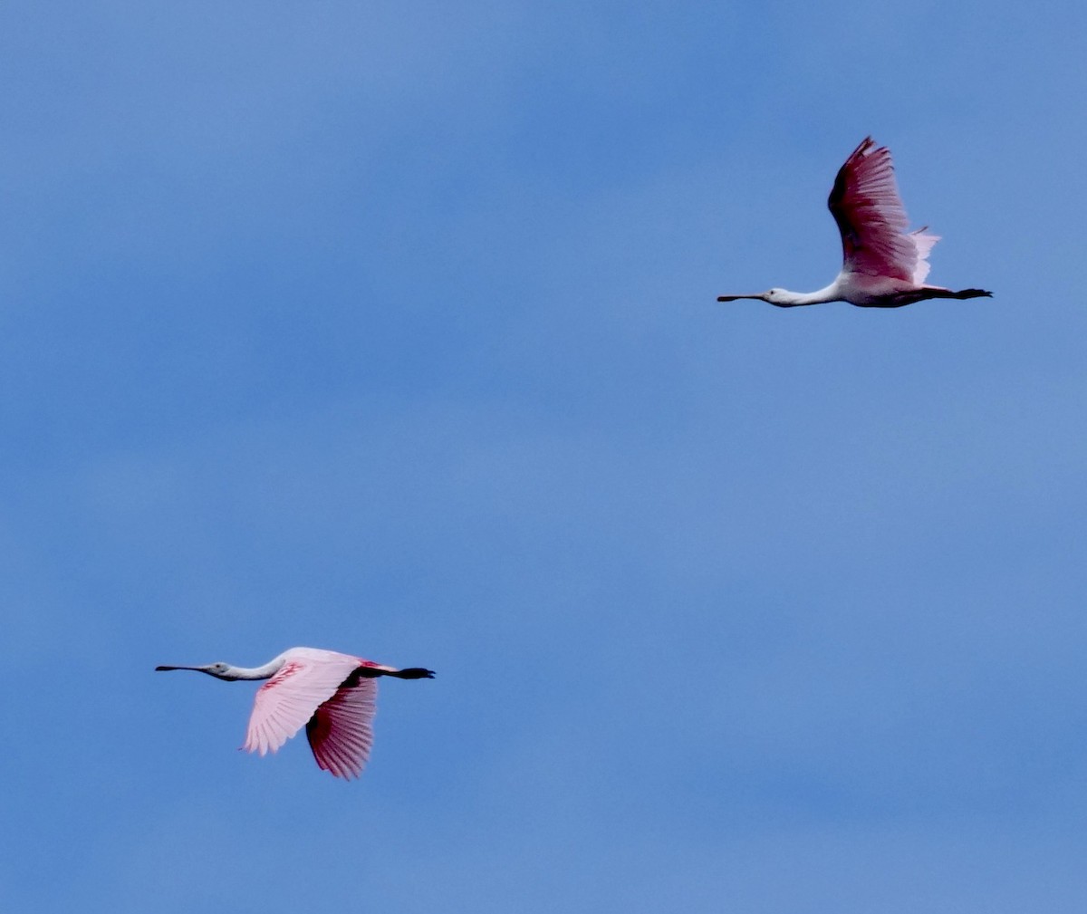 Roseate Spoonbill - ML638324052