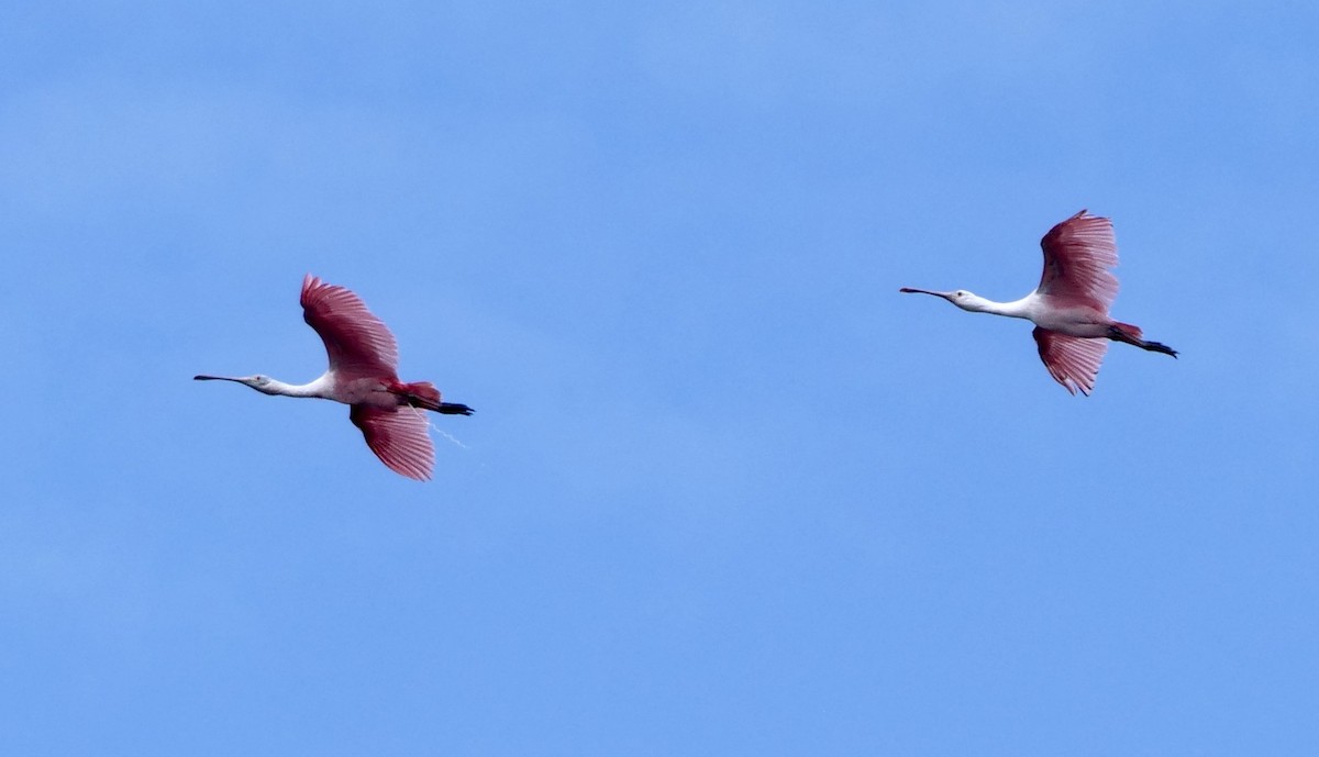 Roseate Spoonbill - ML638324053