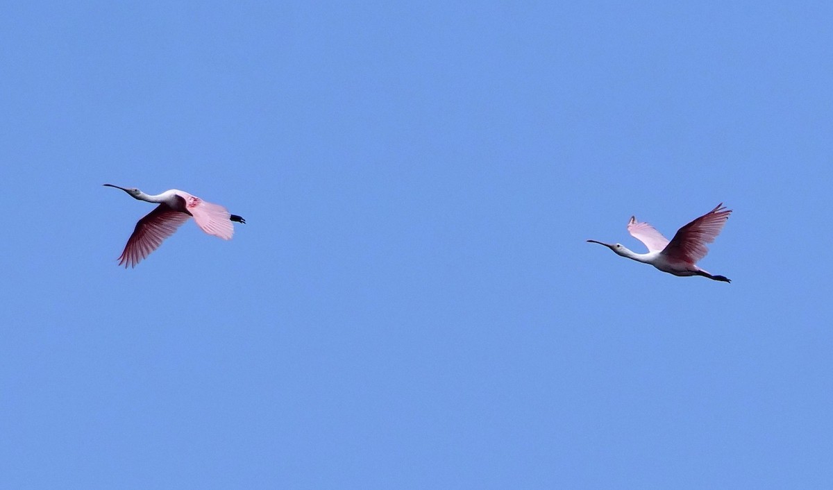 Roseate Spoonbill - ML638324054