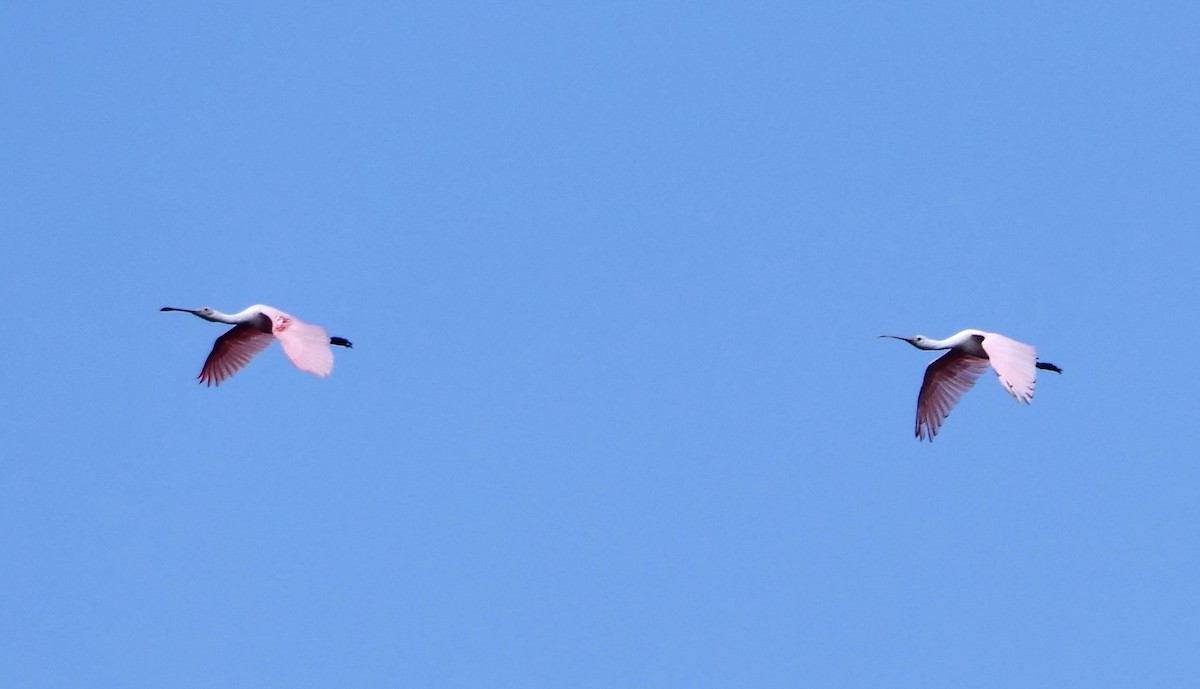 Roseate Spoonbill - ML638324055