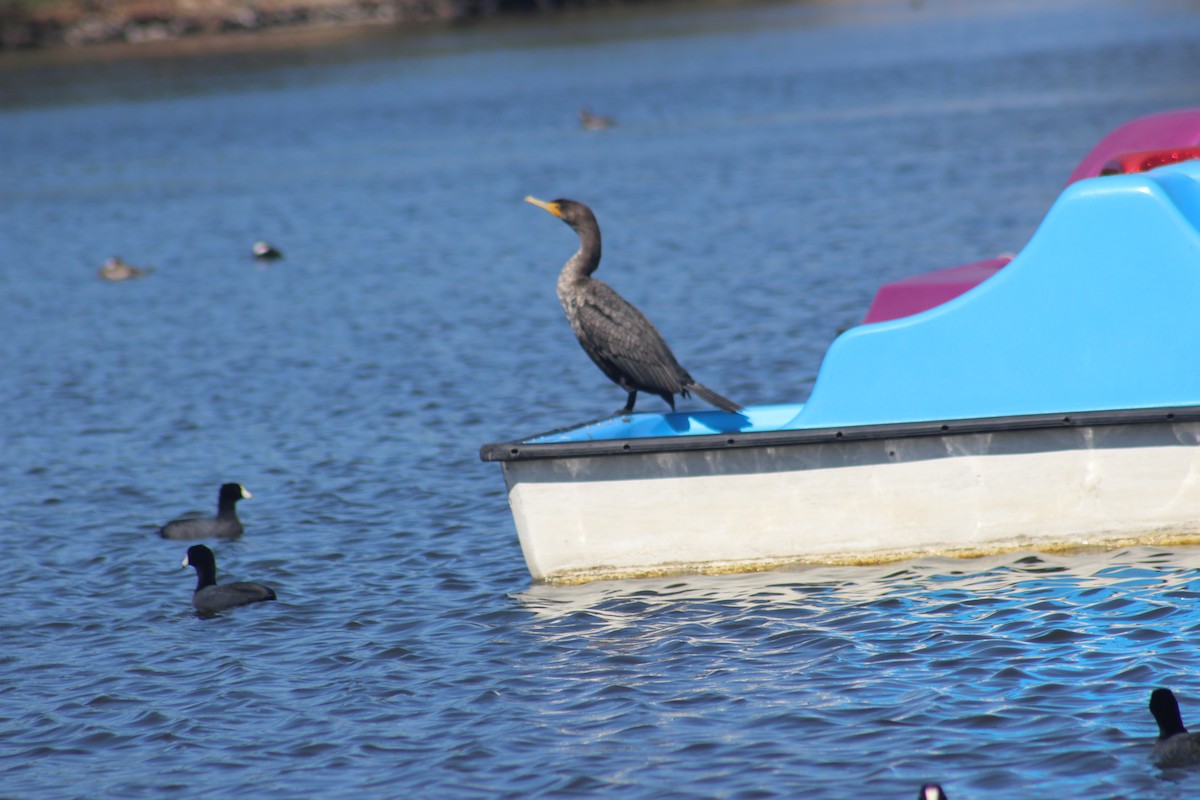 Double-crested Cormorant - ML638324059