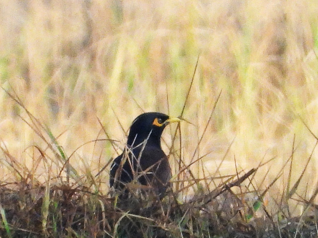 hyrdestær - ML638324062