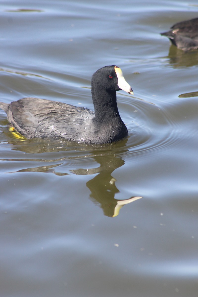 American Coot - ML638324064