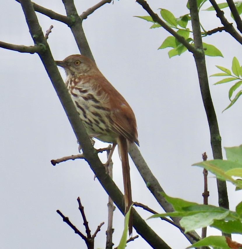 Brown Thrasher - ML638324066