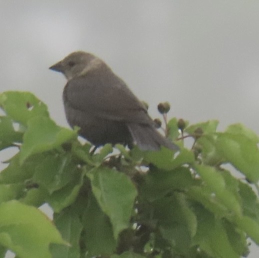 Brown-headed Cowbird - ML638324080