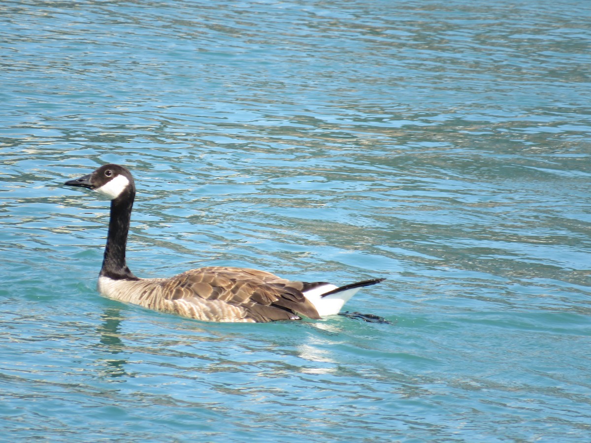 Canada Goose - ML638324082
