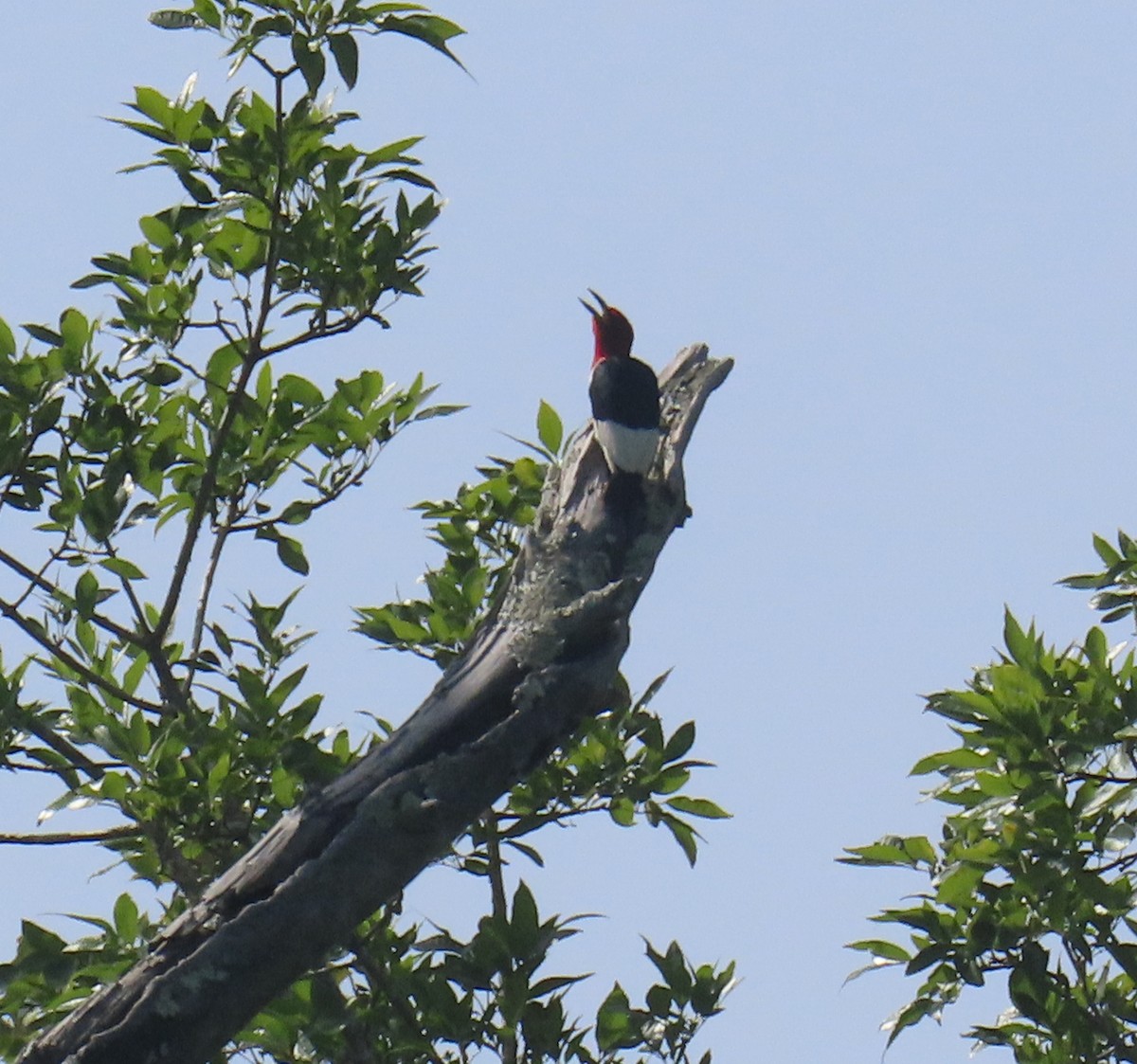 Red-headed Woodpecker - ML638324084