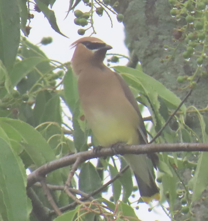 Cedar Waxwing - ML638324086