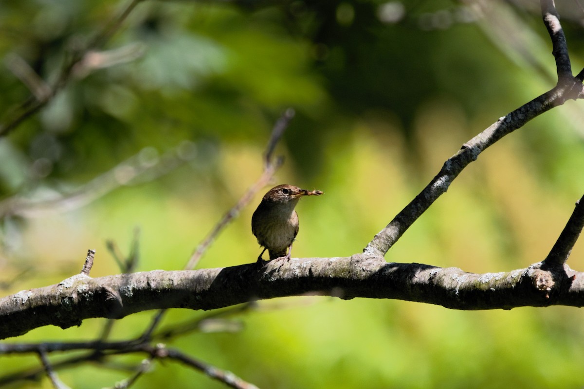 Northern House Wren - ML638324087