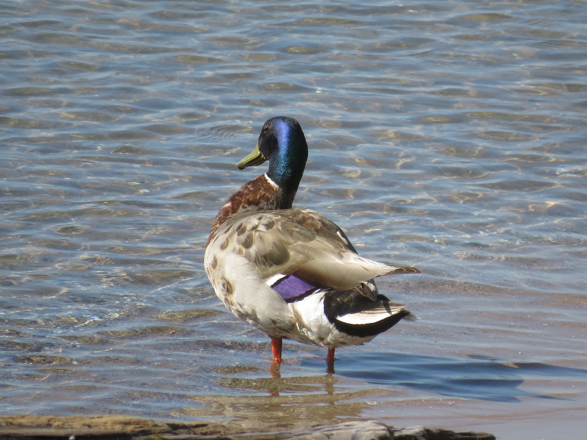 マガモ - ML638324095