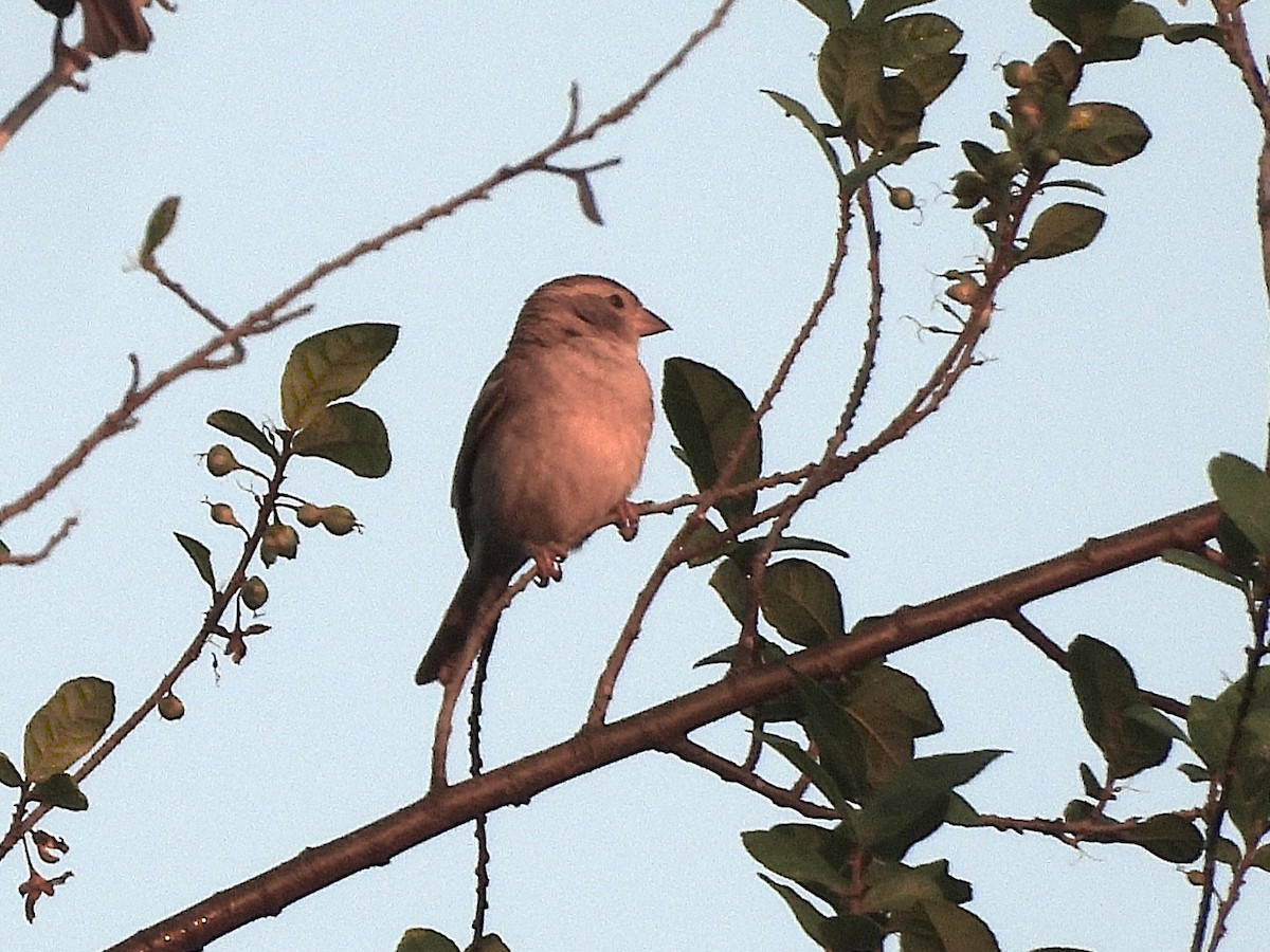 セアカスズメ - ML638324118