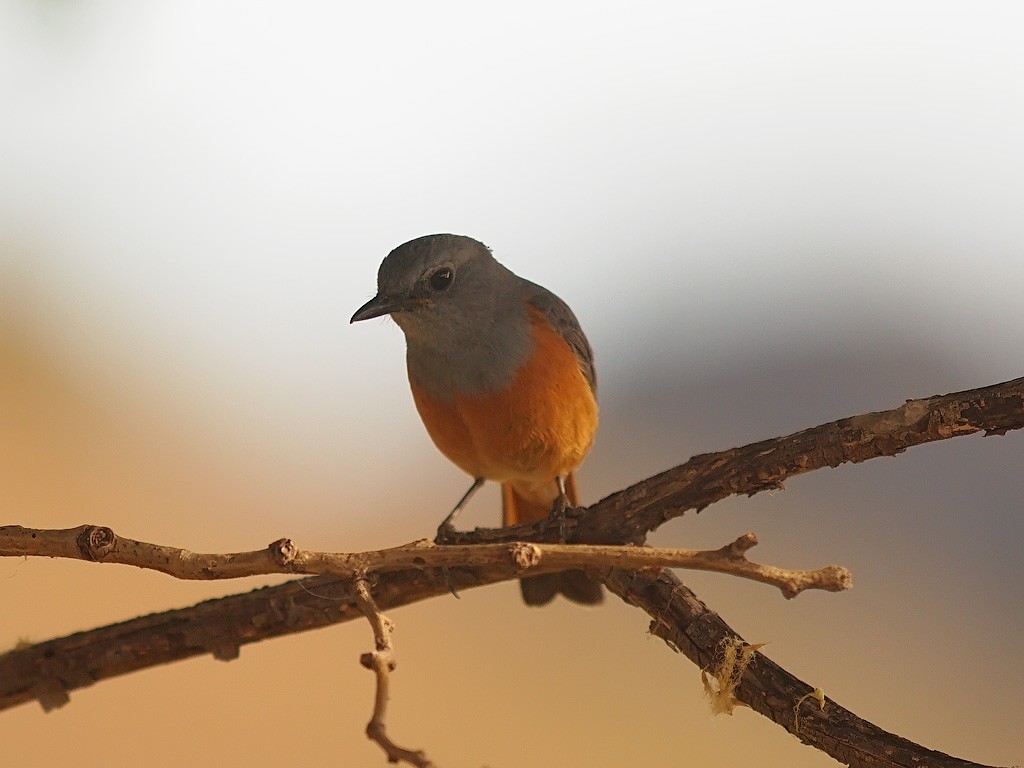 Forest Rock-Thrush (Forest) - ML638324130