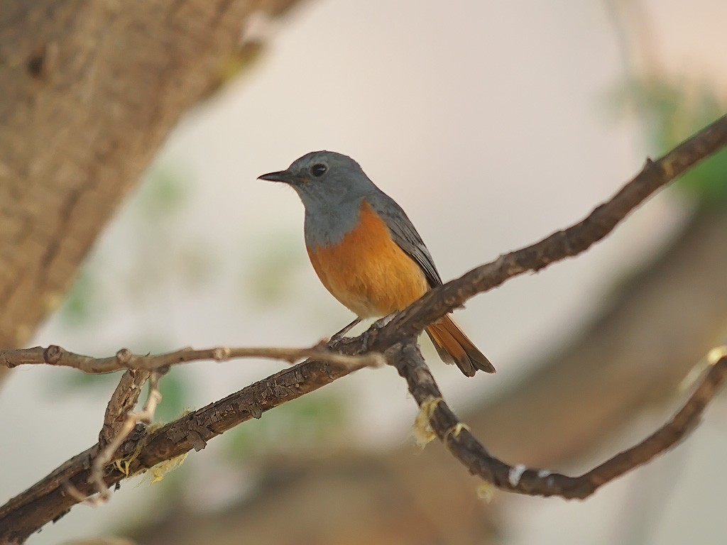 Forest Rock-Thrush (Forest) - ML638324131
