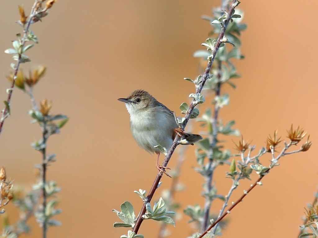 Madagascar Cisticola - ML638324143