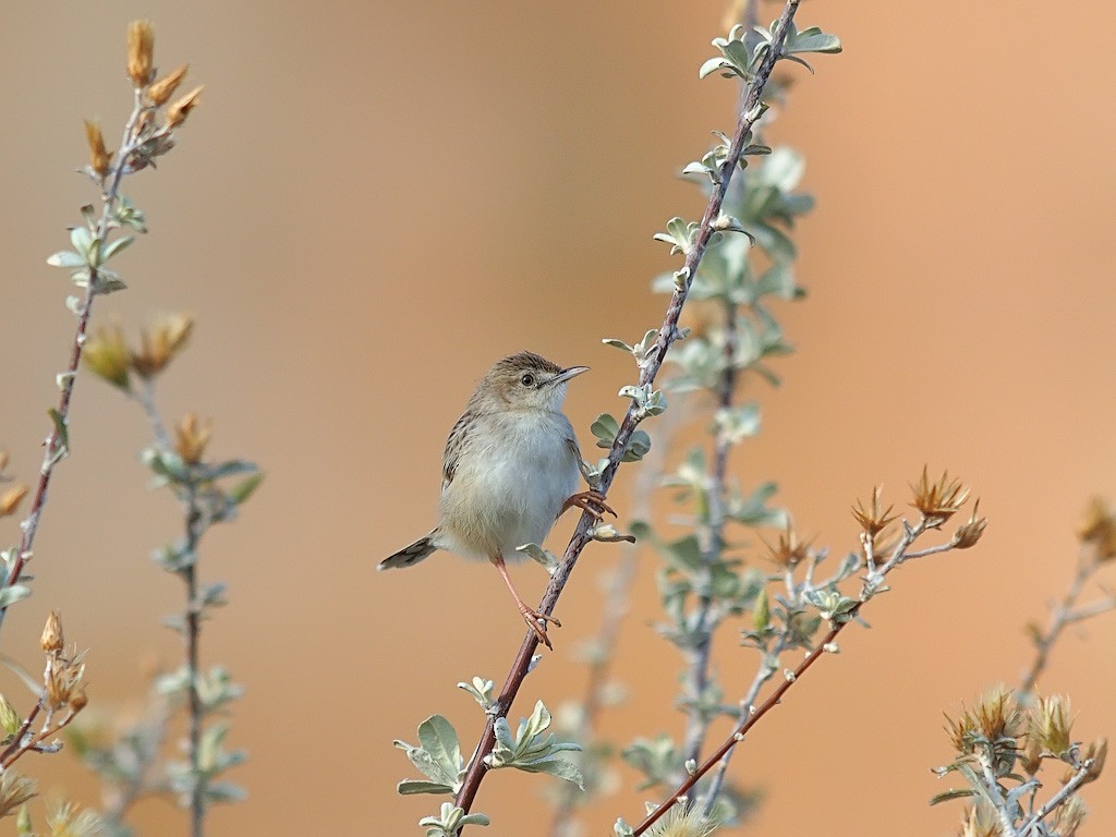 Madagascar Cisticola - ML638324146