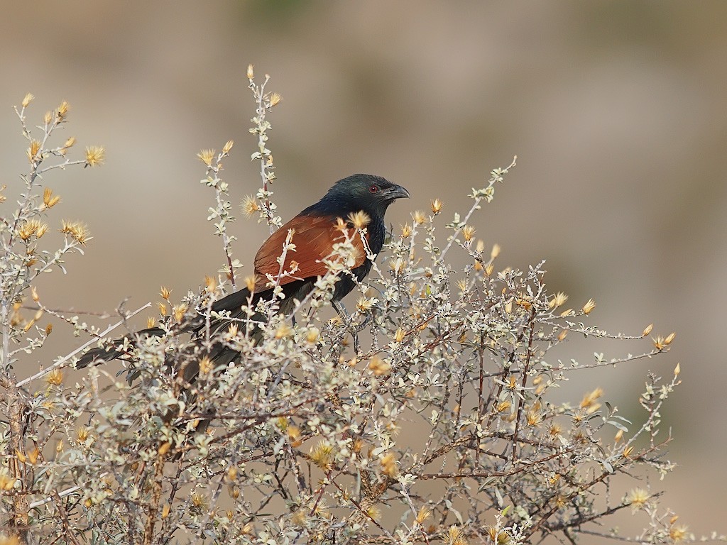 Malagasy Coucal - ML638324154