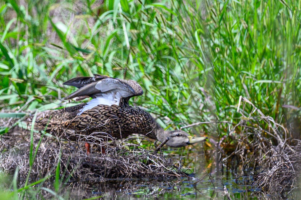 Mottled Duck - ML638324155
