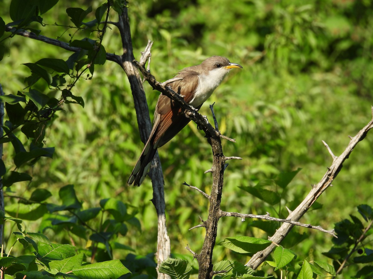 Gelbschnabelkuckuck - ML638324156