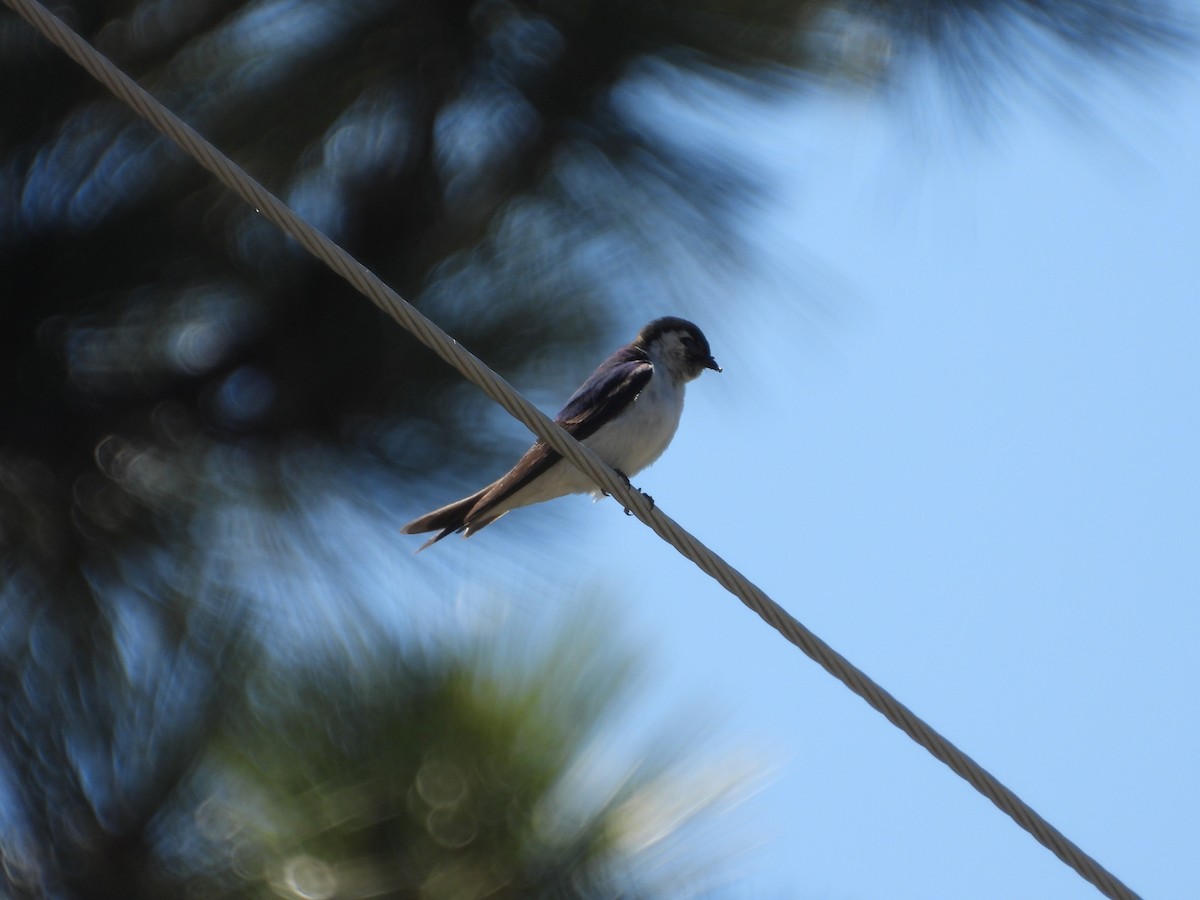 Violet-green Swallow - ML638324159