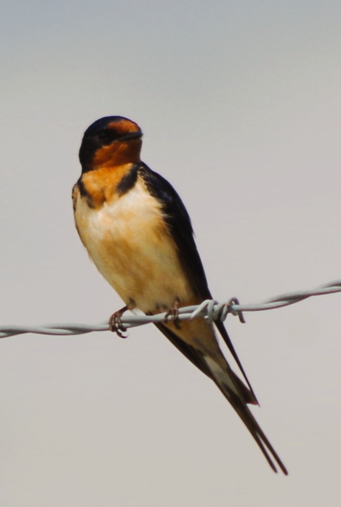 Barn Swallow - ML638324166