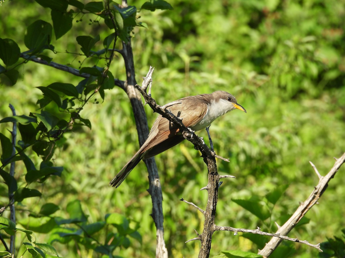 Gelbschnabelkuckuck - ML638324167
