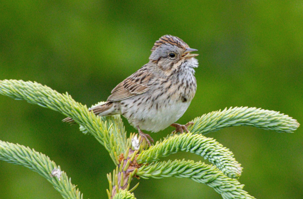 Lincoln's Sparrow - ML638324175