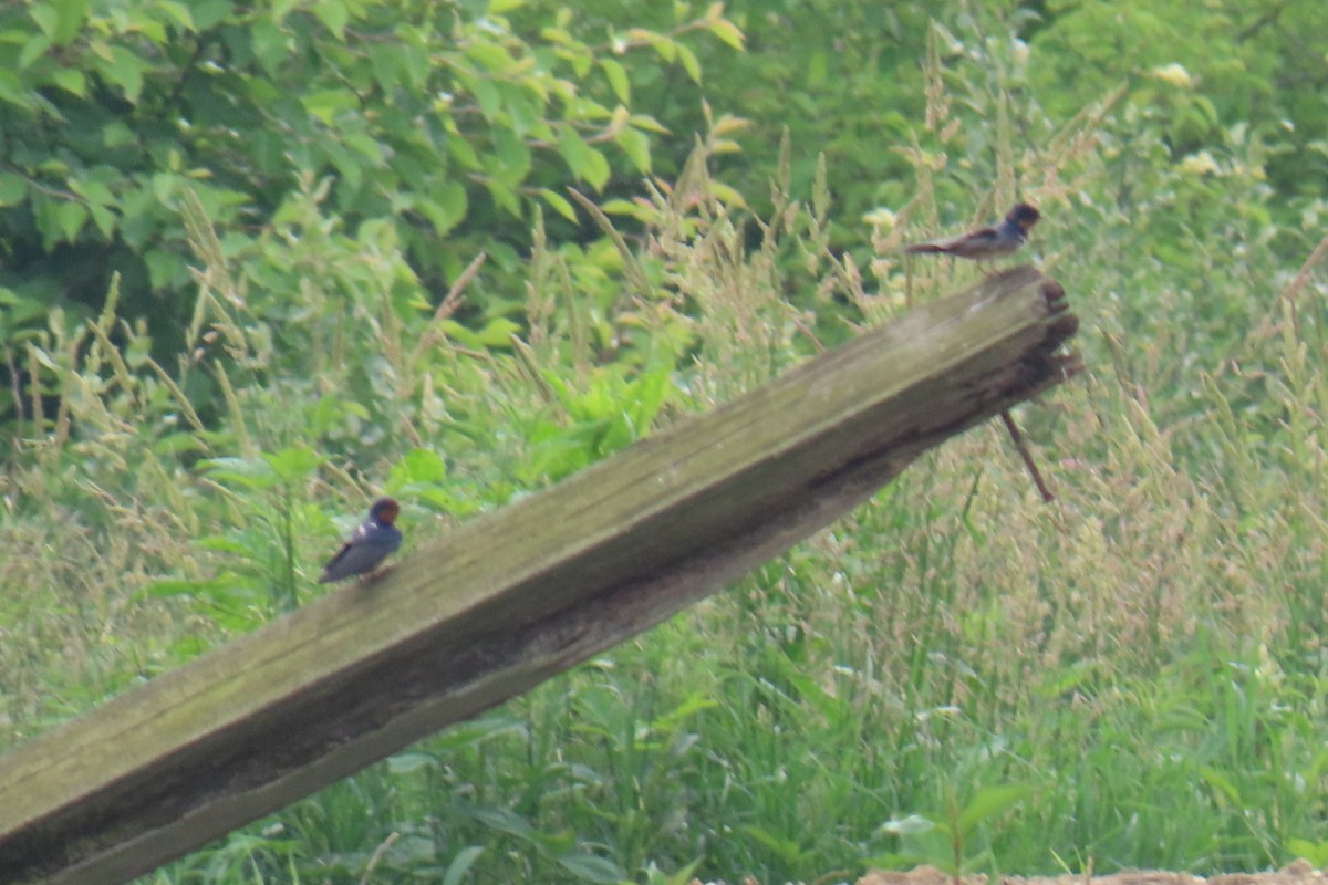 Barn Swallow - ML638324178