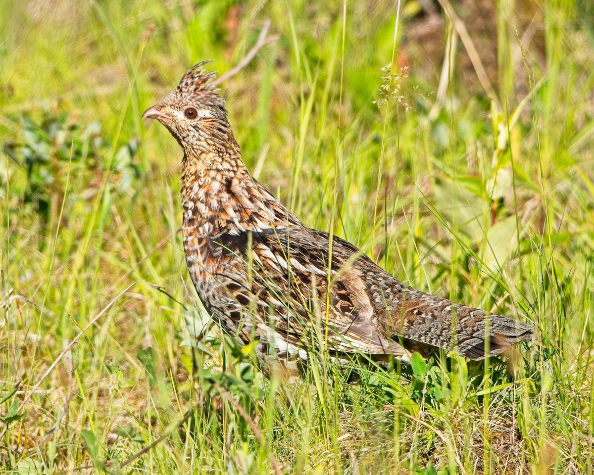 Ruffed Grouse - ML638324184