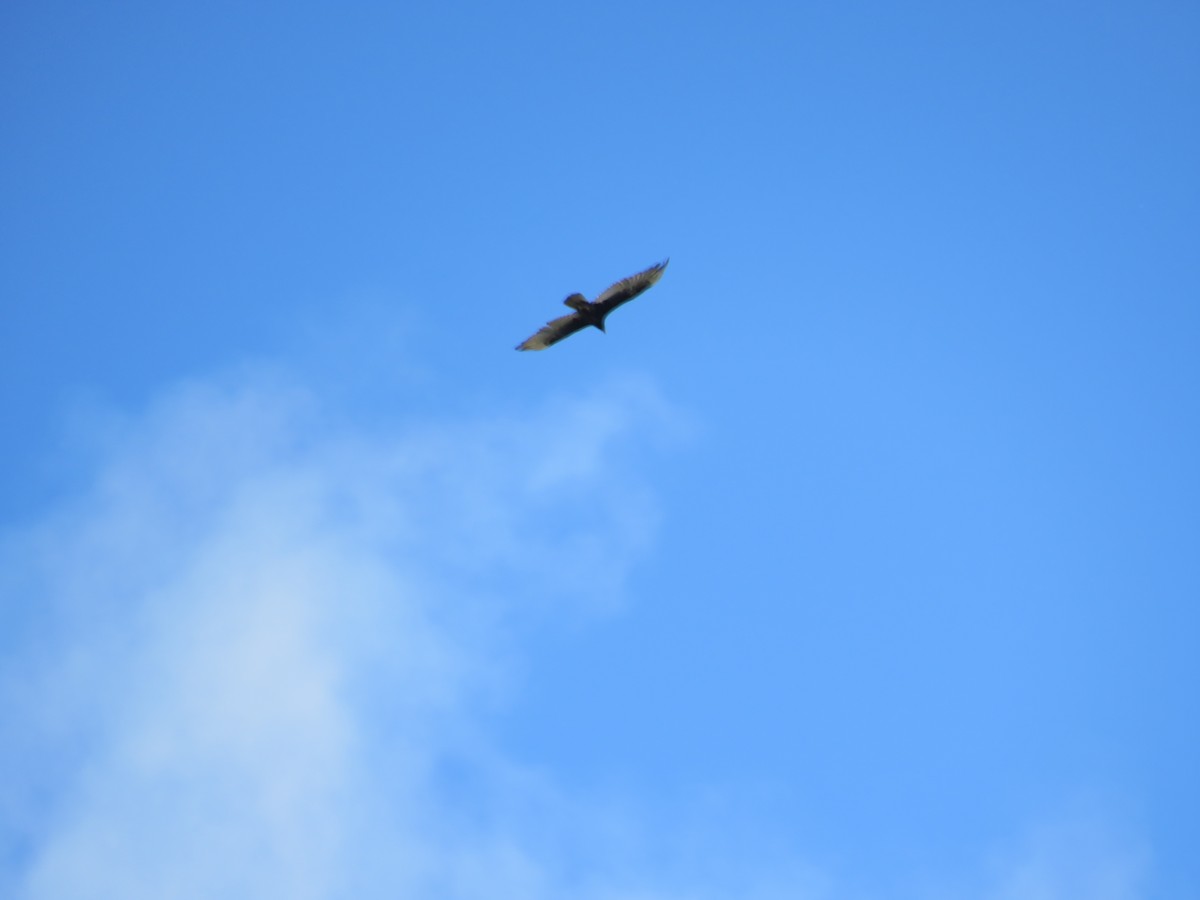 Aura Gallipavo - ML638324201