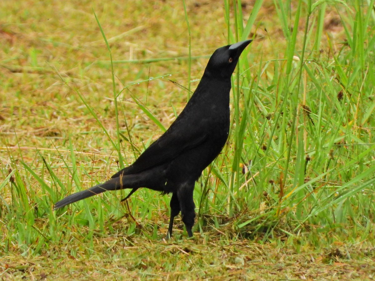 オオコウウチョウ - ML638324213