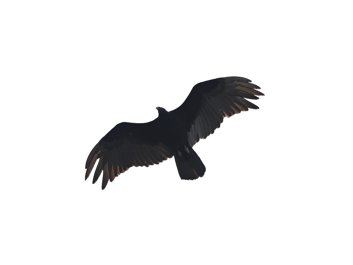 Aura Gallipavo - ML638324249