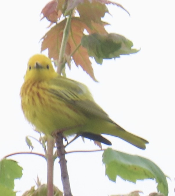 Paruline jaune - ML638324253