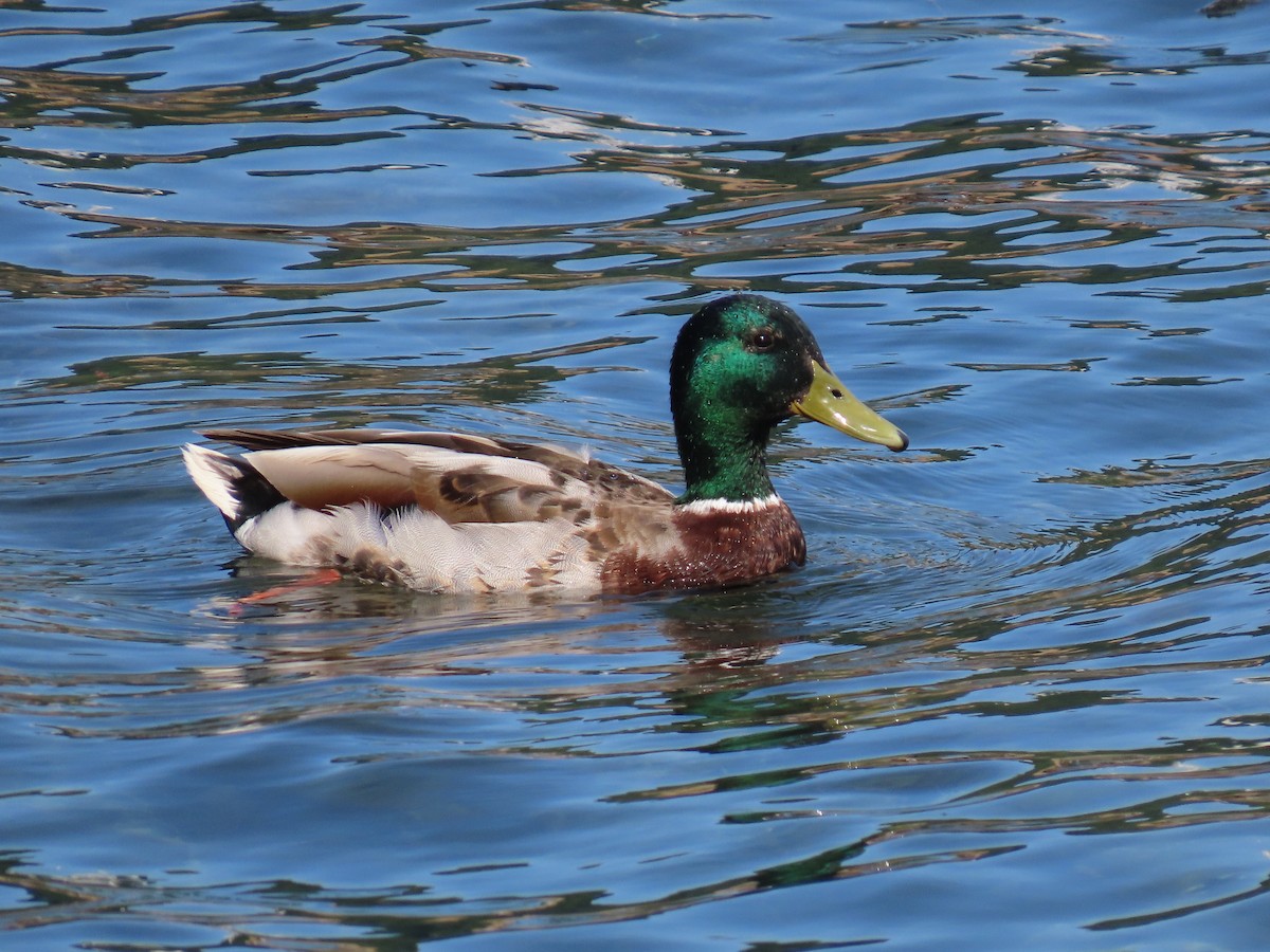 Stockente - ML638324265