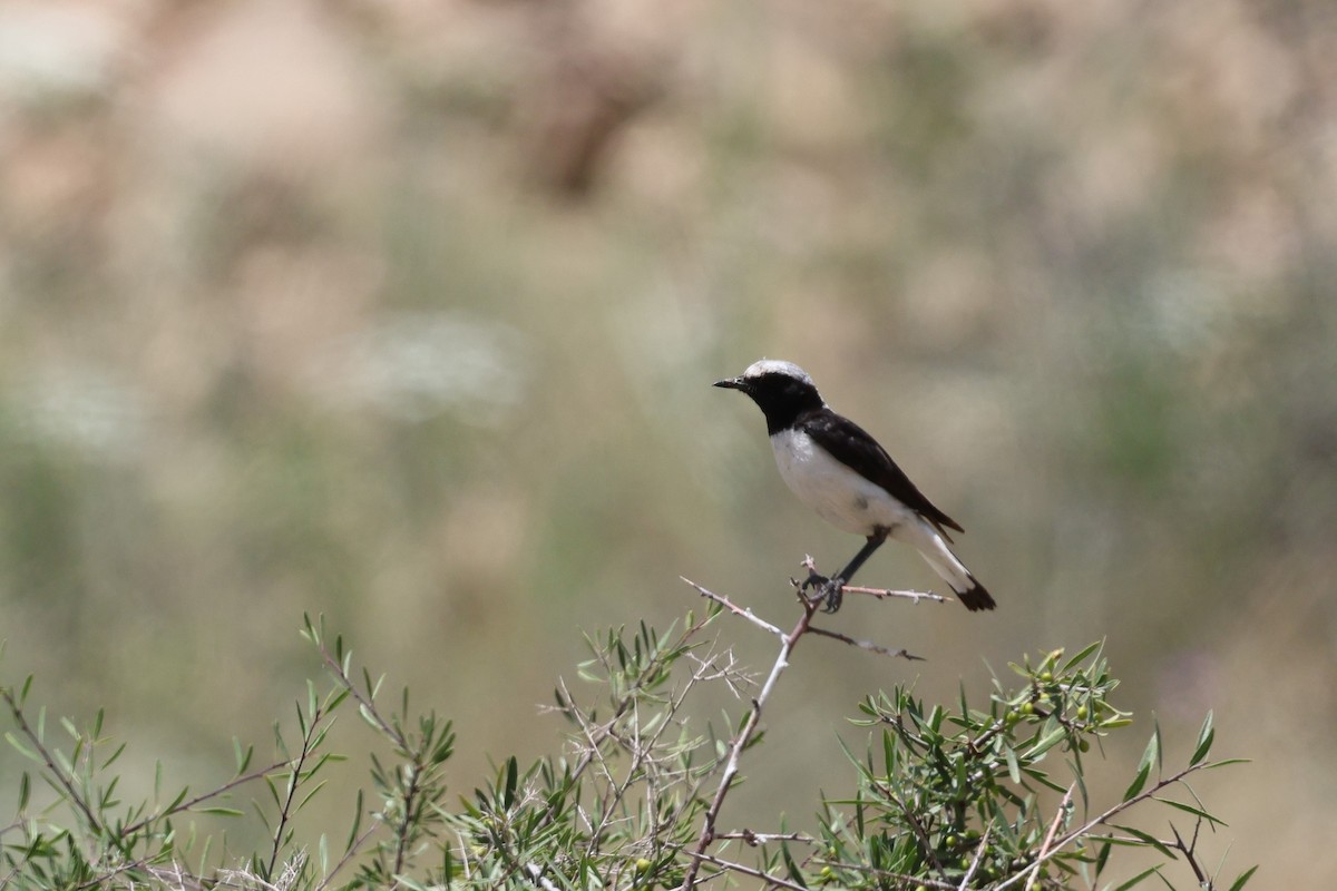 סלעית חורף - ML638324274