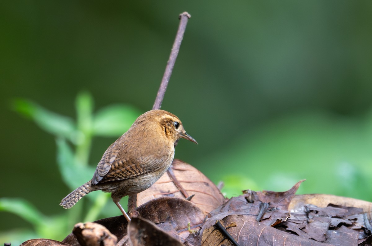 Mountain Wren - ML638324279