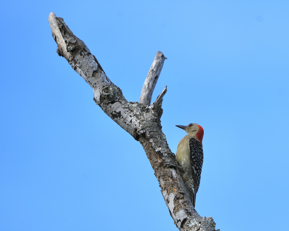 Red-bellied Woodpecker - ML638324284