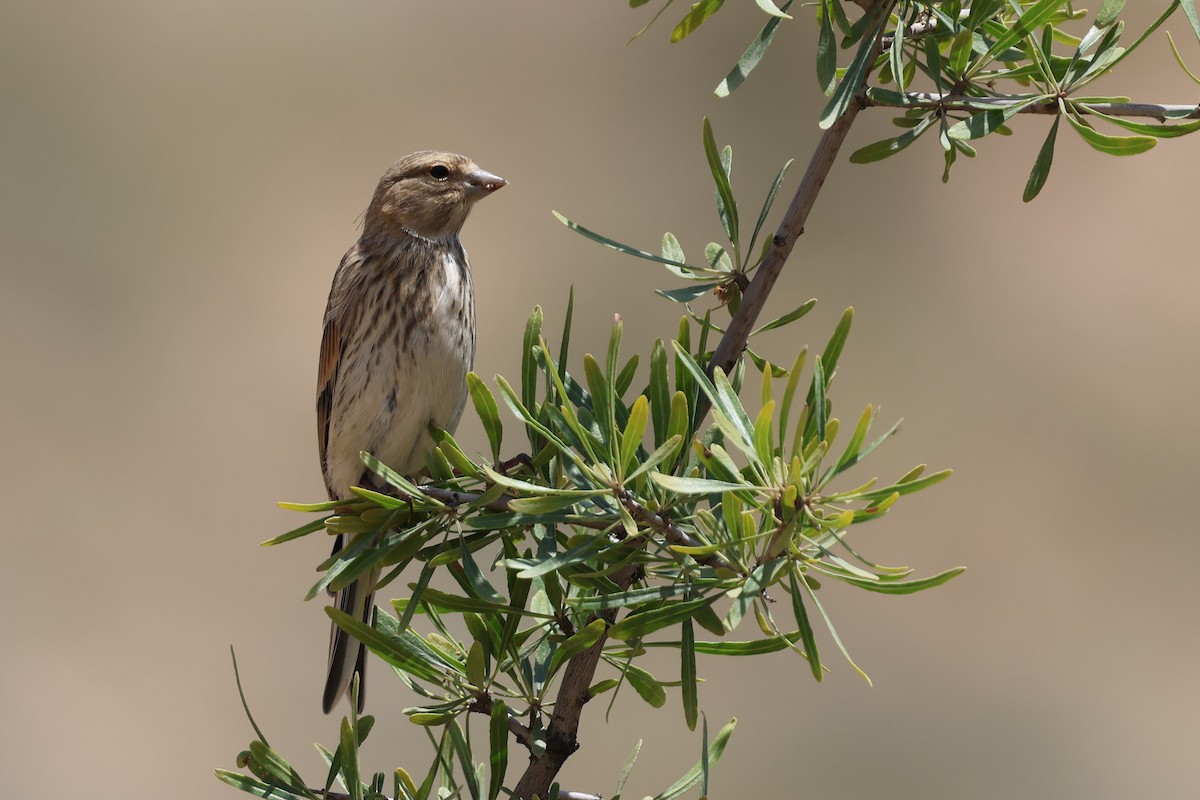 Eurasian Linnet - ML638324285