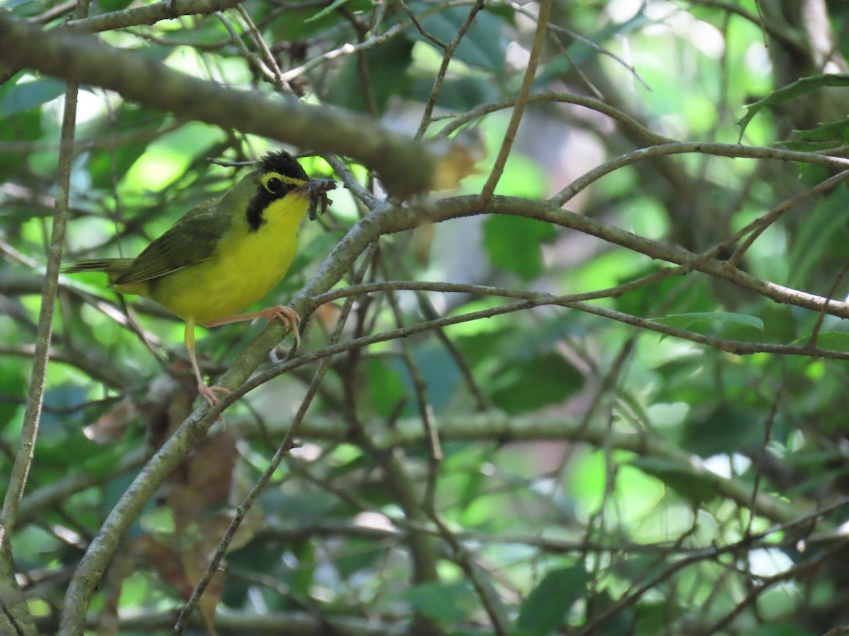 kentuckyparula - ML638324295