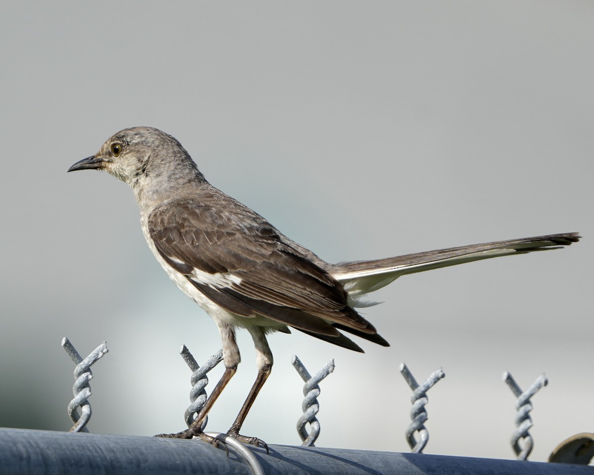 sangspottefugl - ML638324301