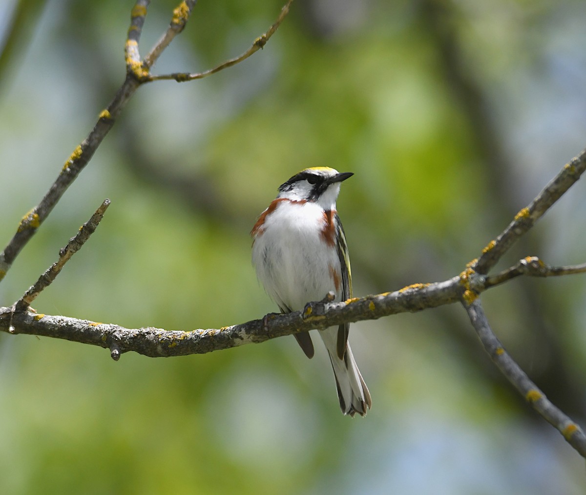 Chestnut-sided Warbler - ML638324302
