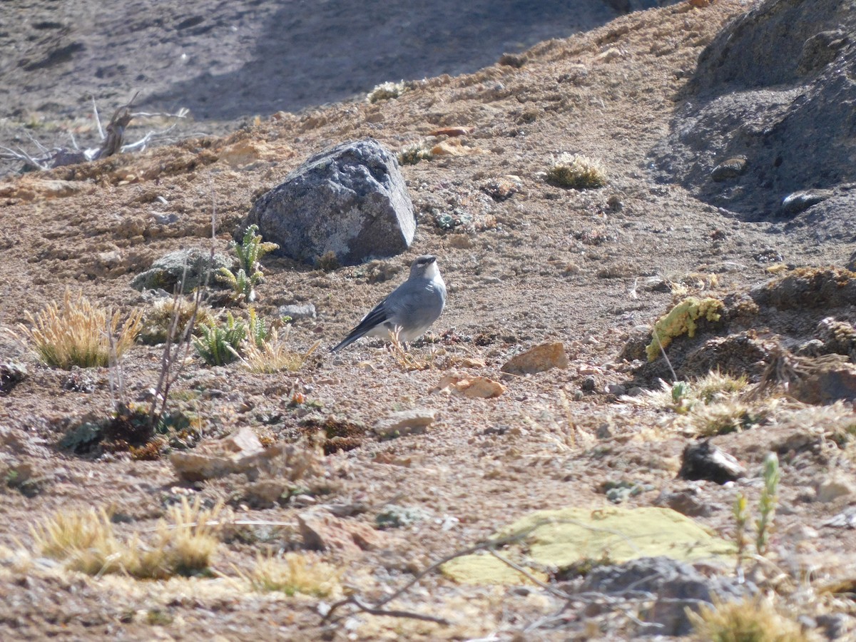 Diuca Aliblanca - ML638324309