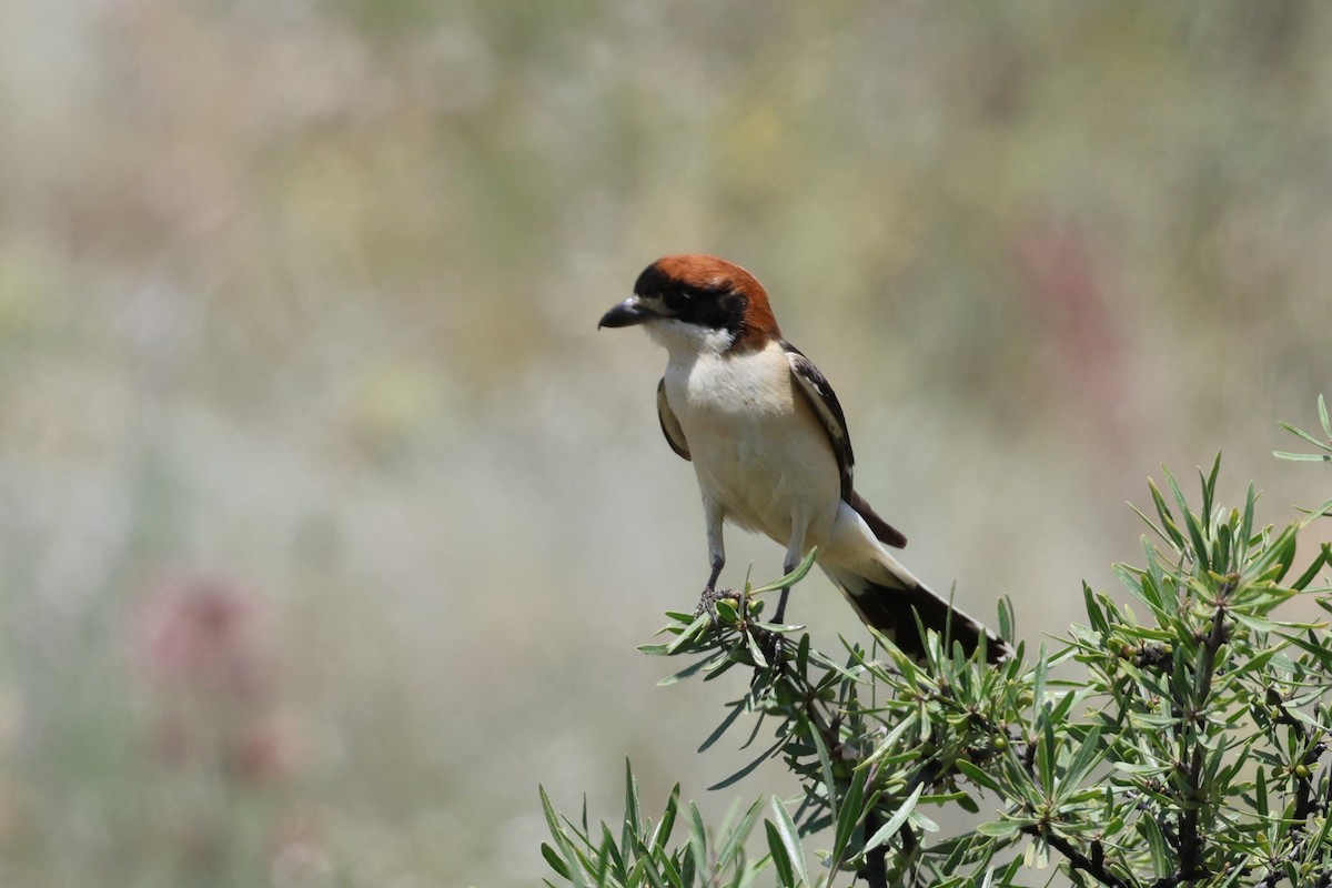 Woodchat Shrike - ML638324320