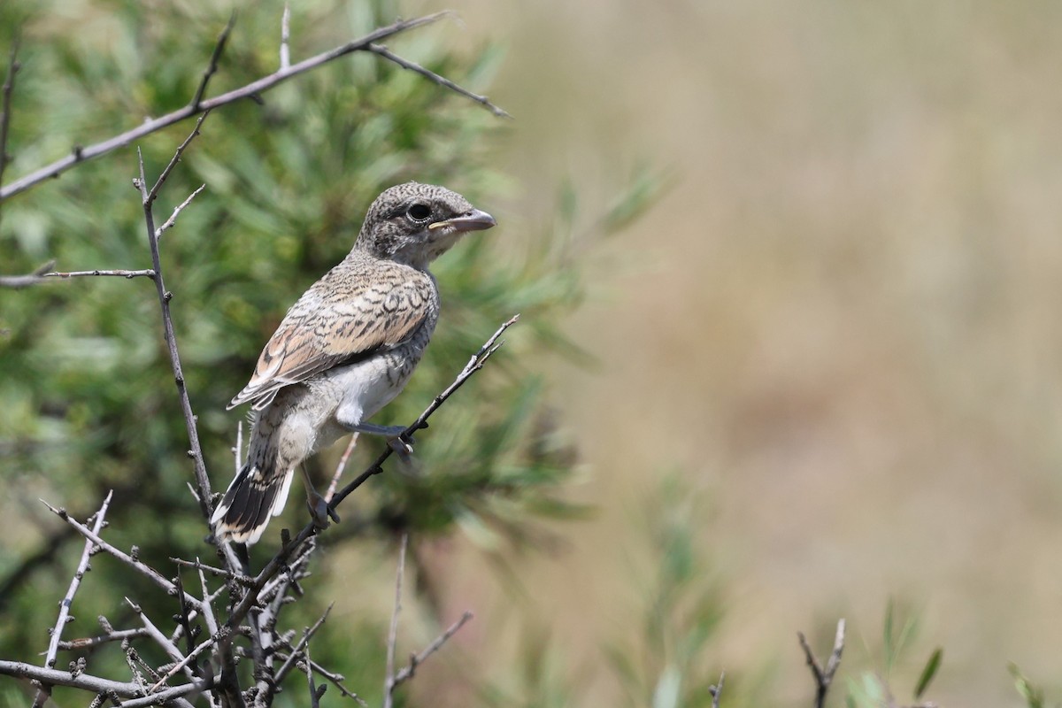 Woodchat Shrike - ML638324321