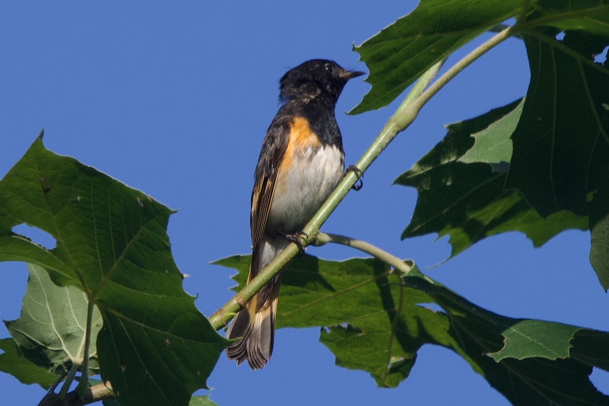 rødstjertparula - ML638324325
