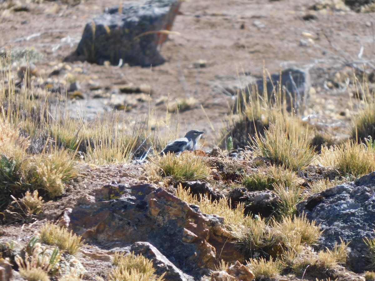 Diuca Aliblanca - ML638324326