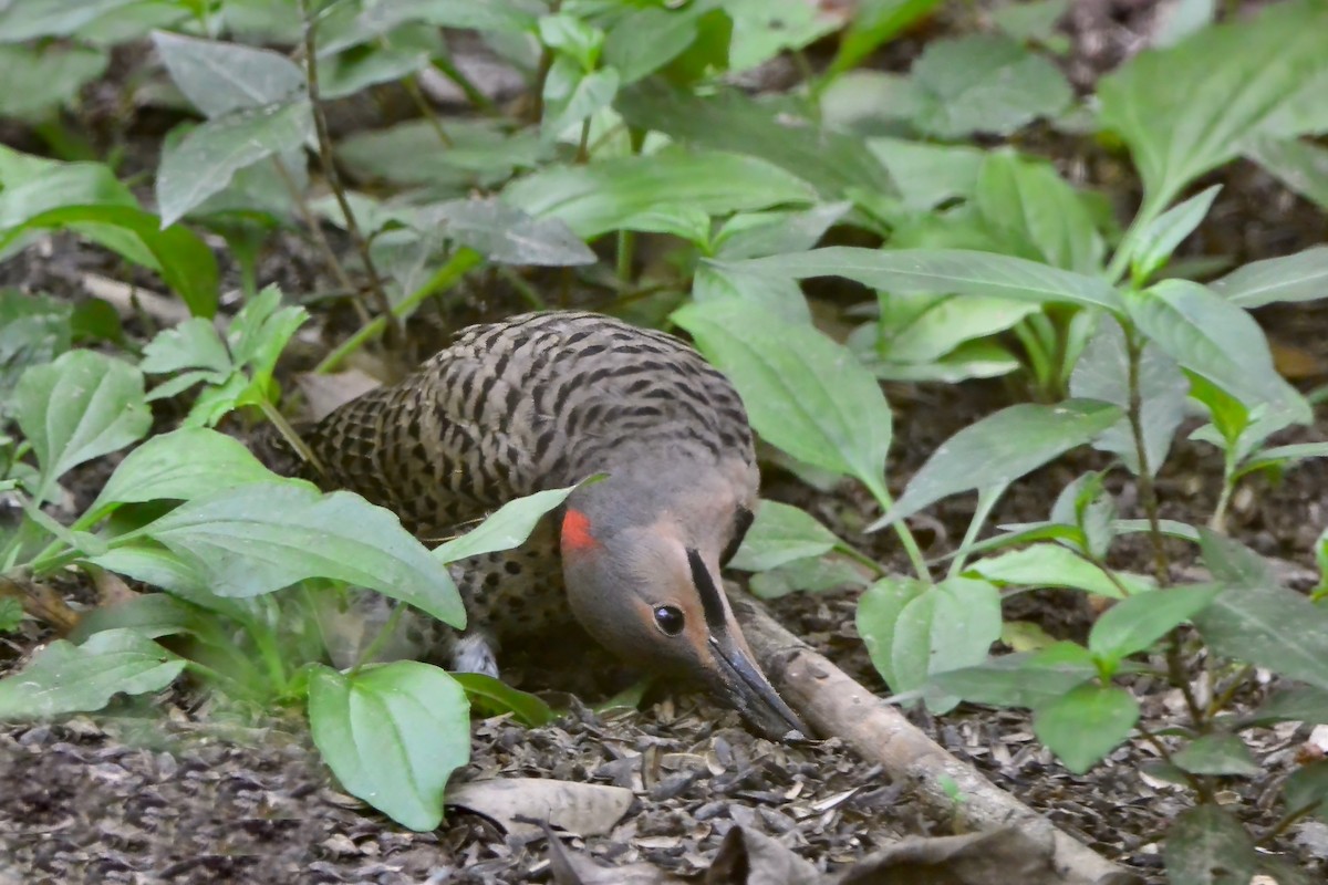 Northern Flicker - ML638324328