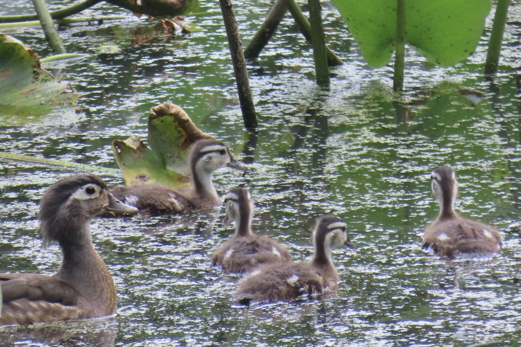 Wood Duck - ML638324335