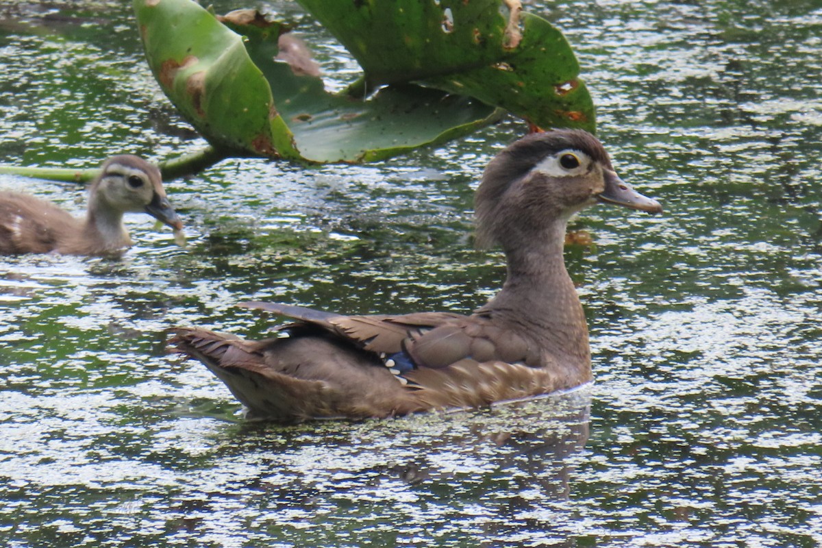 Wood Duck - ML638324336