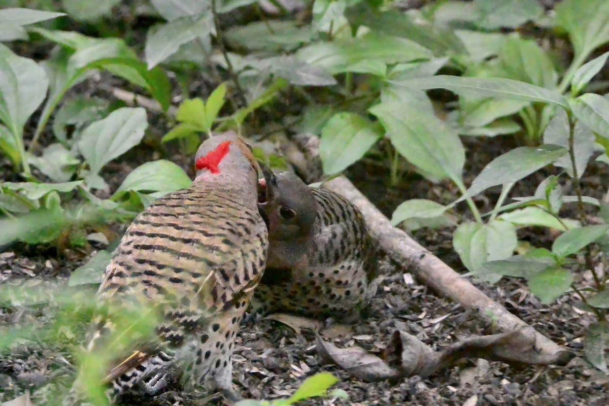 Northern Flicker - ML638324337